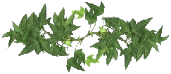 Ivy line